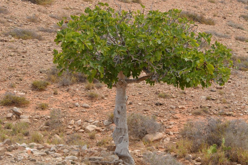 Ein Feigenbaum