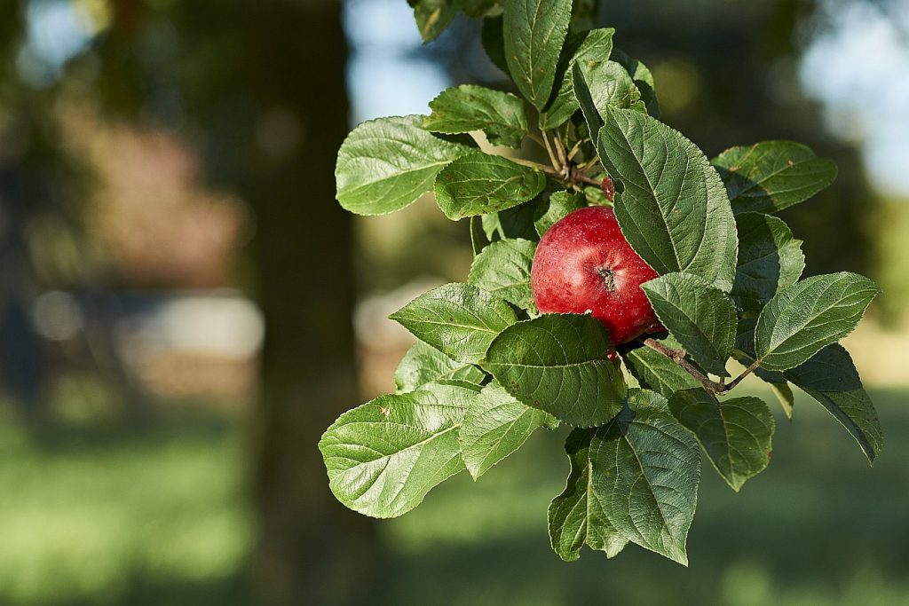 Ein Apfel an einem Apfelbaumzweig