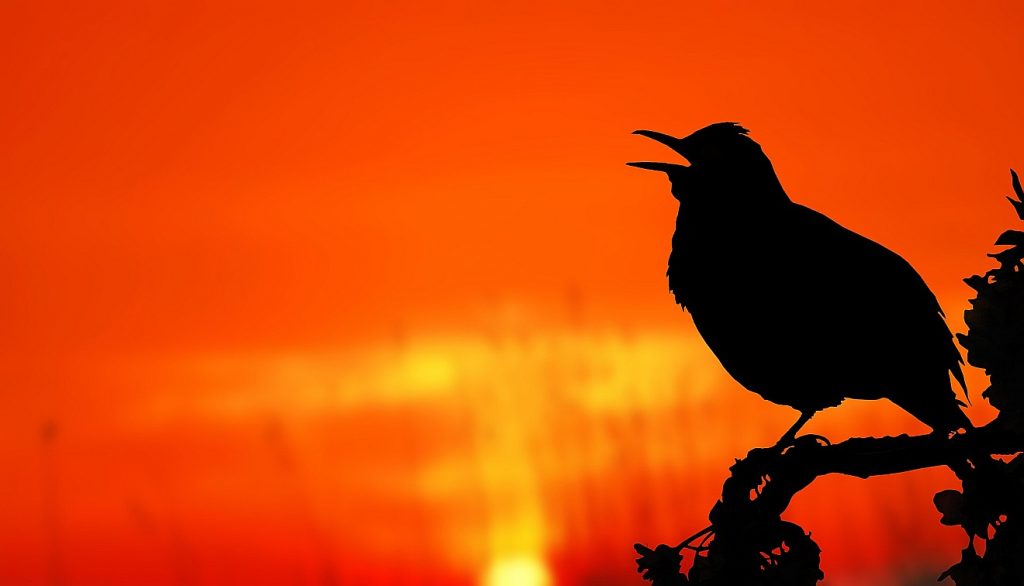 Ein Vogel singt in der Morgenröte