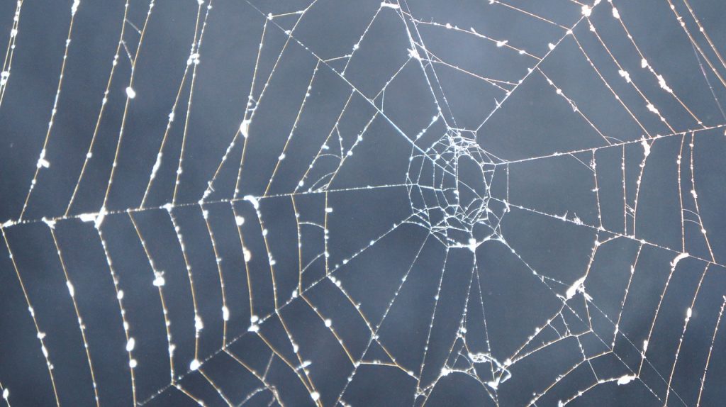 Ein Spinnennetz