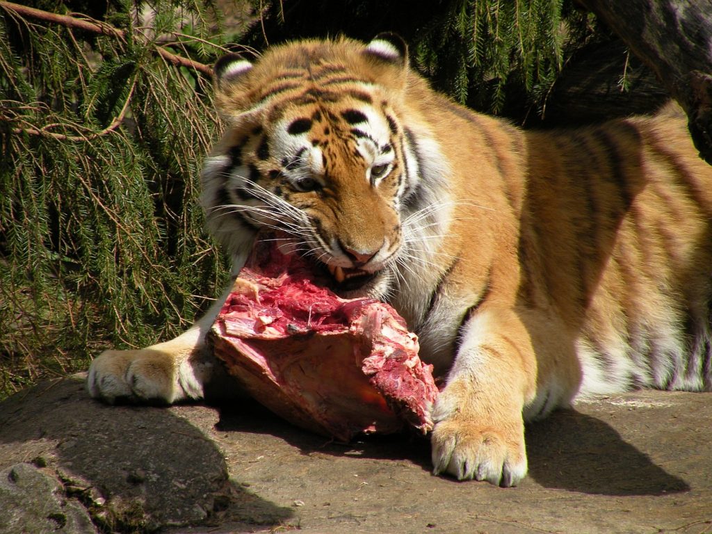 Ein Tiger frisst Fleisch
