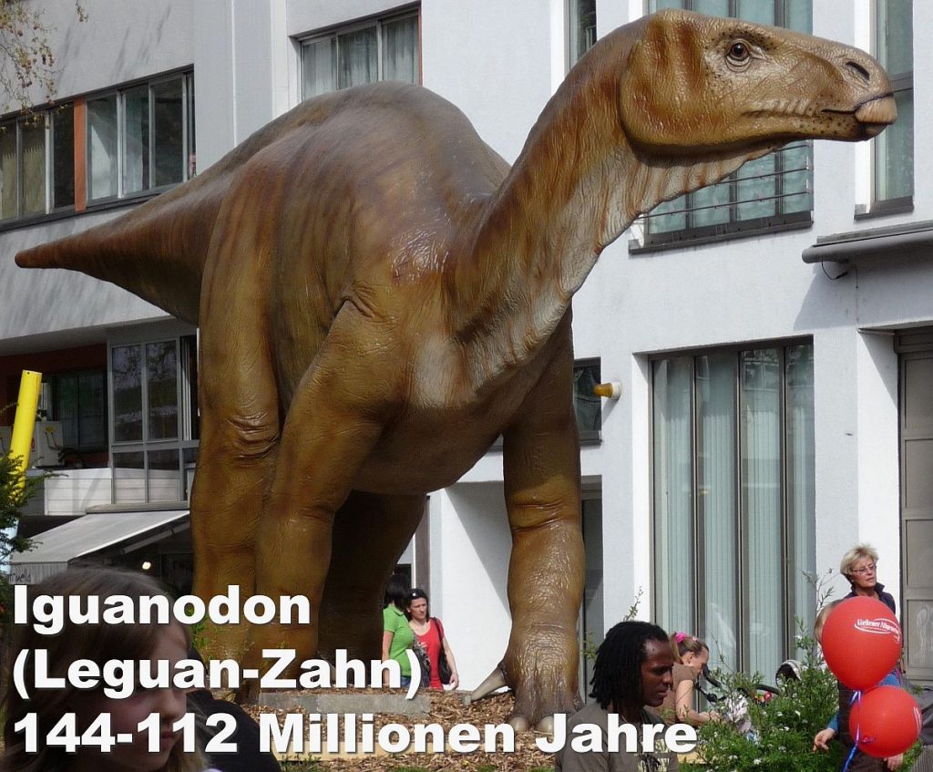 Iguanodon (Leguan-Zahn) 144-112 Millionen Jahre