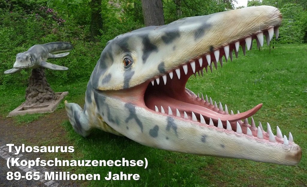 Der Tylosaurus oder die Kopfschnauzenechse lebte vor 89 bis 65 Millionen Jahren.