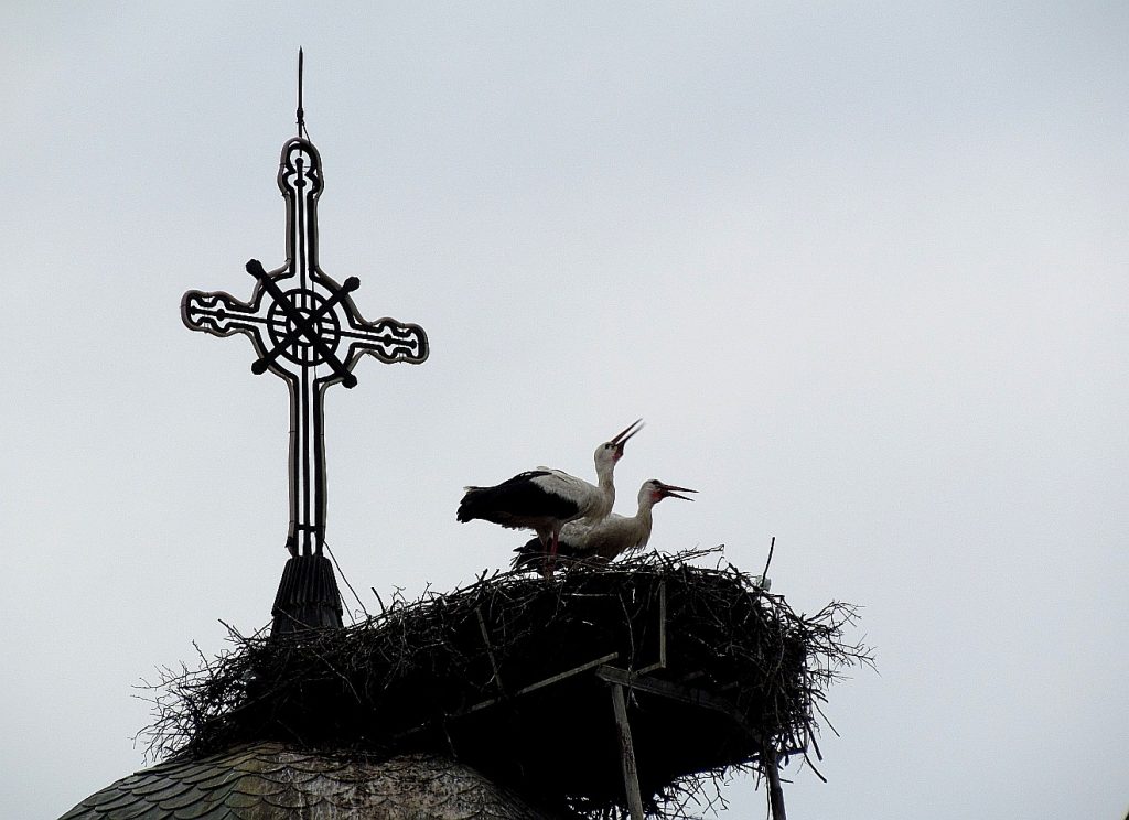 Im Tempel findet ein Vogel sein Haus - zwei Störche bauen auf einer Kirche ihr Nest