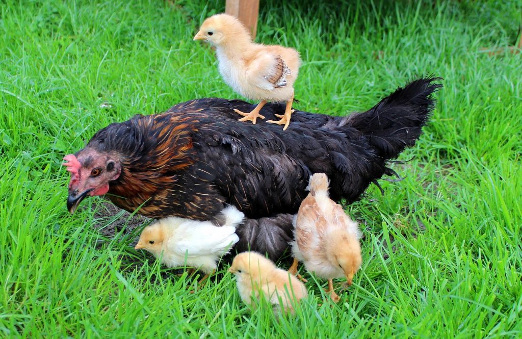 Eine Henne mit Küken, eins steht auf ihrem Rücken