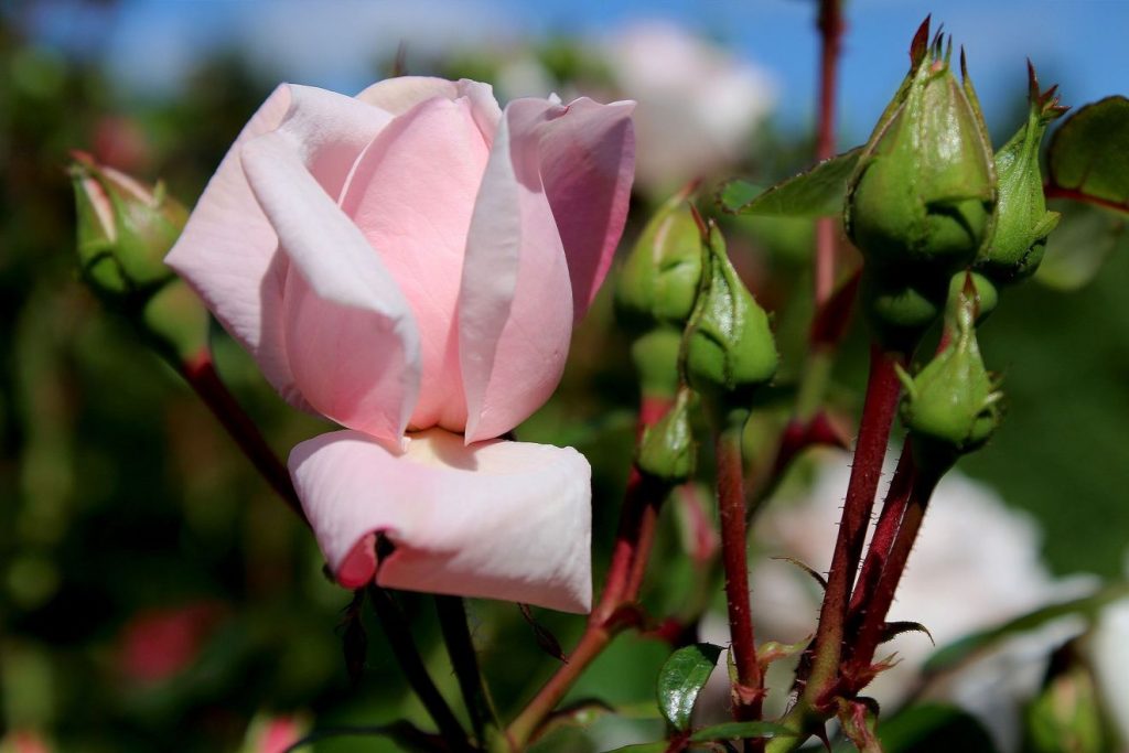 Eine aufgeblühte rosa Rose neben mehreren Rosenknospen