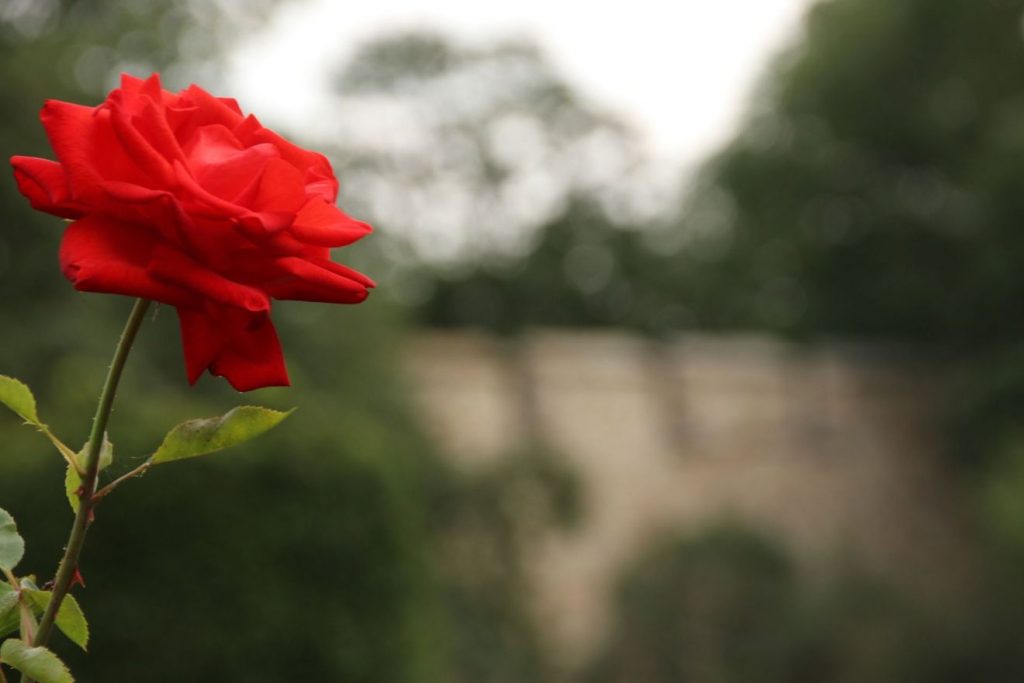Eine rote Rose ist links zu sehen, das gesamt restliche Bild ist unscharf und zeigt ein Feld mit Bäumen.