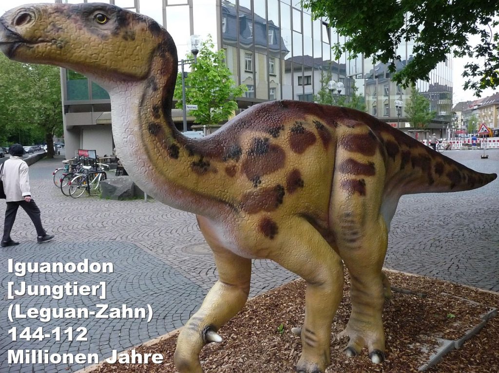Iguanodon (Leguan-Zahn - Jungtier) 144-112 Millionen Jahre