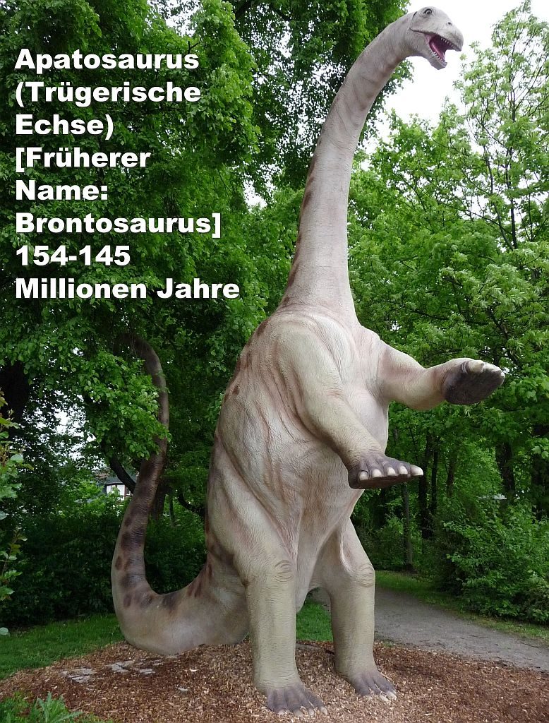 Apatosaurus (Trügerische Echse - früherer Name: Brontosaurus) 154-145 Millionen Jahre
