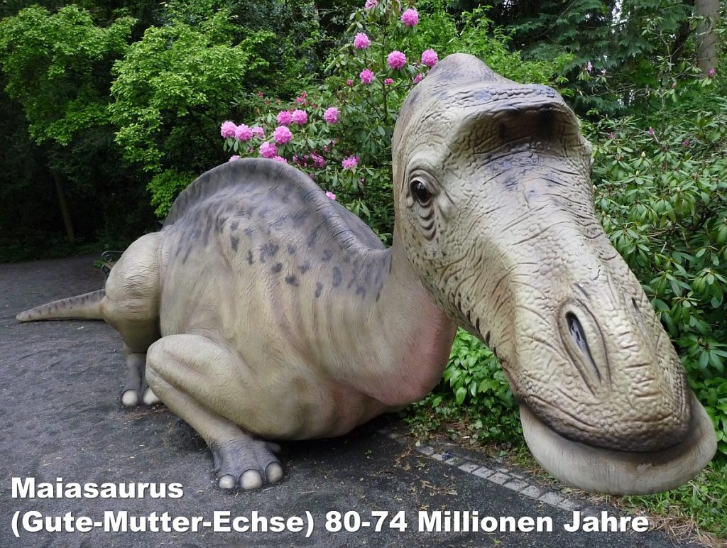 Maiasaurus (Gute-Mutter-Echse) 80-74 Millionen Jahre
