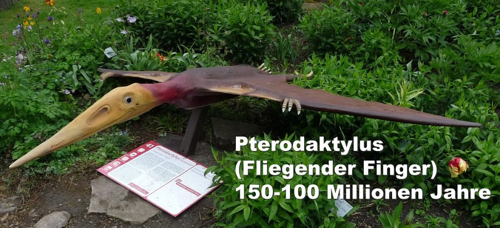 Pterodaktylus (Fliegender Finger) 150-100 Millionen Jahre
