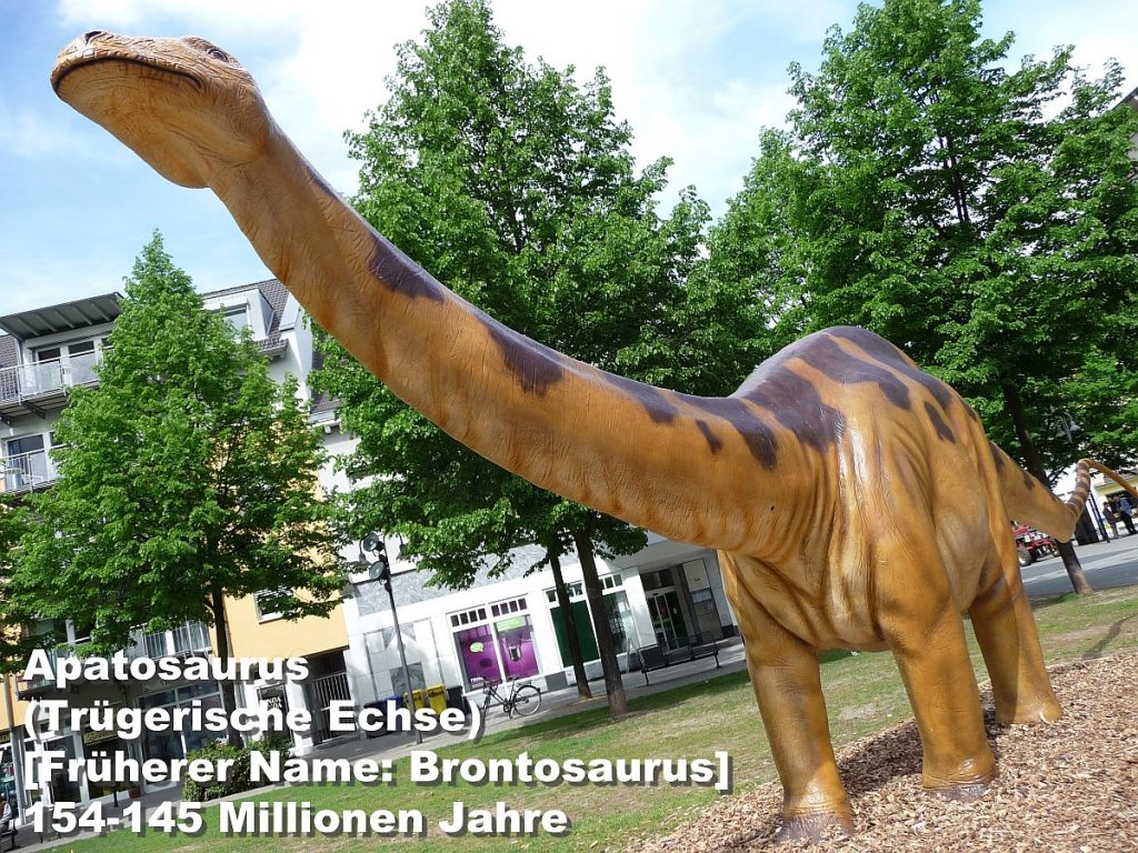 Apatosaurus (Trügerische Echse - früherer Name: Brontosaurus) 154-145 Millionen Jahre