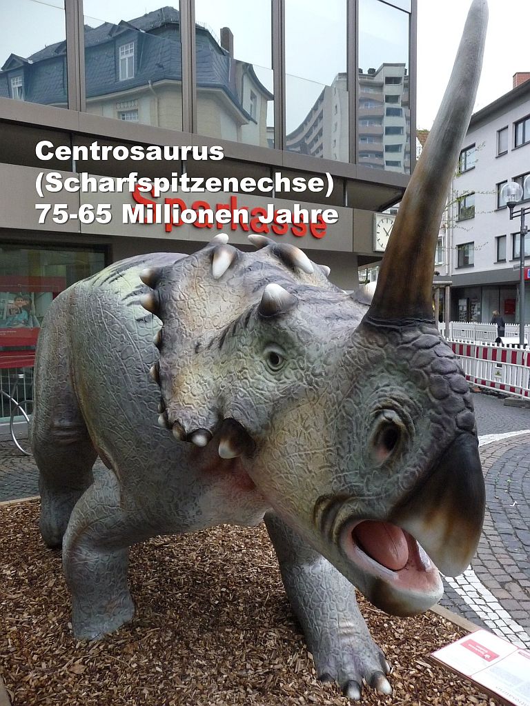 Centrosaurus (Scharfspitzenechse) 75-65 Millionen Jahre