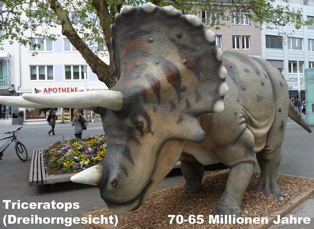 Triceratops (Dreihorngesicht) 70-65 Millionen Jahre