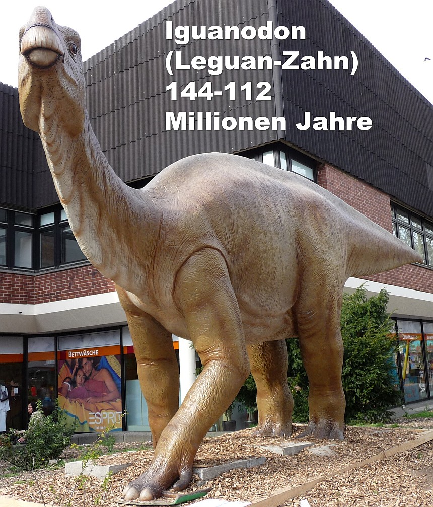 Iguanodon (Leguan-Zahn) 144-112 Millionen Jahre
