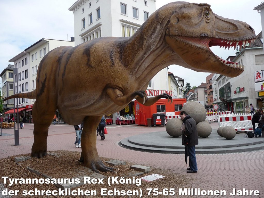 Tyrannosaurus Rex (König der schrecklichen Echsen) 75-65 Millionen Jahre