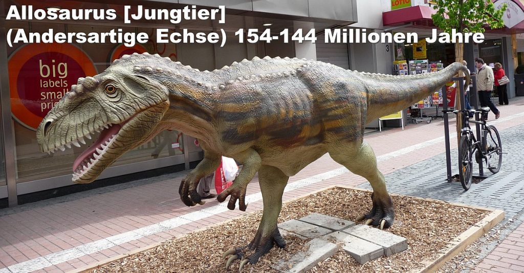 Allosaurus (Andersartige Echse - Jungtier) 154-144 Millionen Jahre