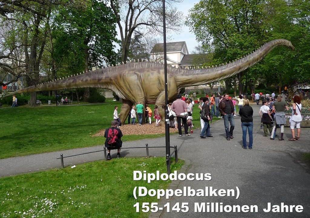 Diplodocus (Doppelbalken) 155-145 Millionen Jahre