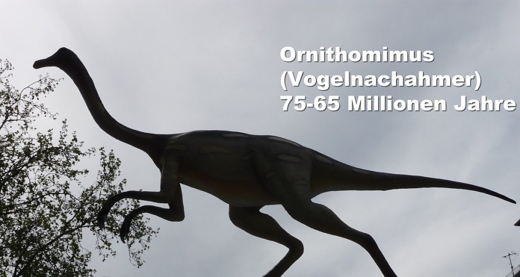 Ornithomimus (Vogelnachahmer) 75-65 Millionen Jahre