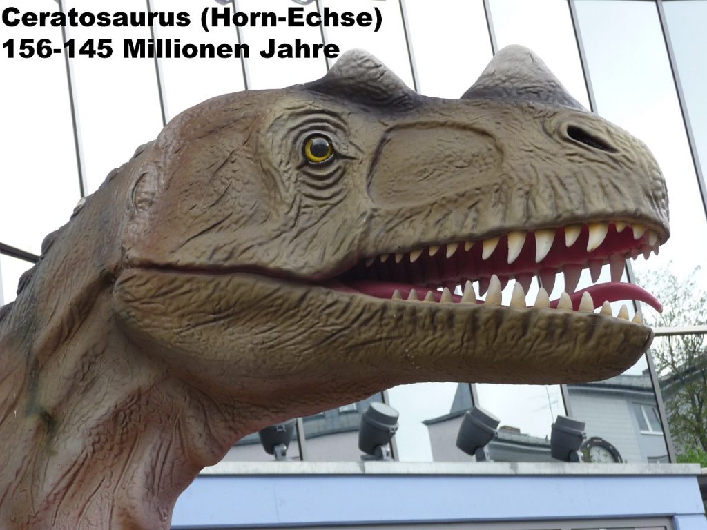 Ceratosaurus (Horn-Echse) 156-145 Millionen Jahre