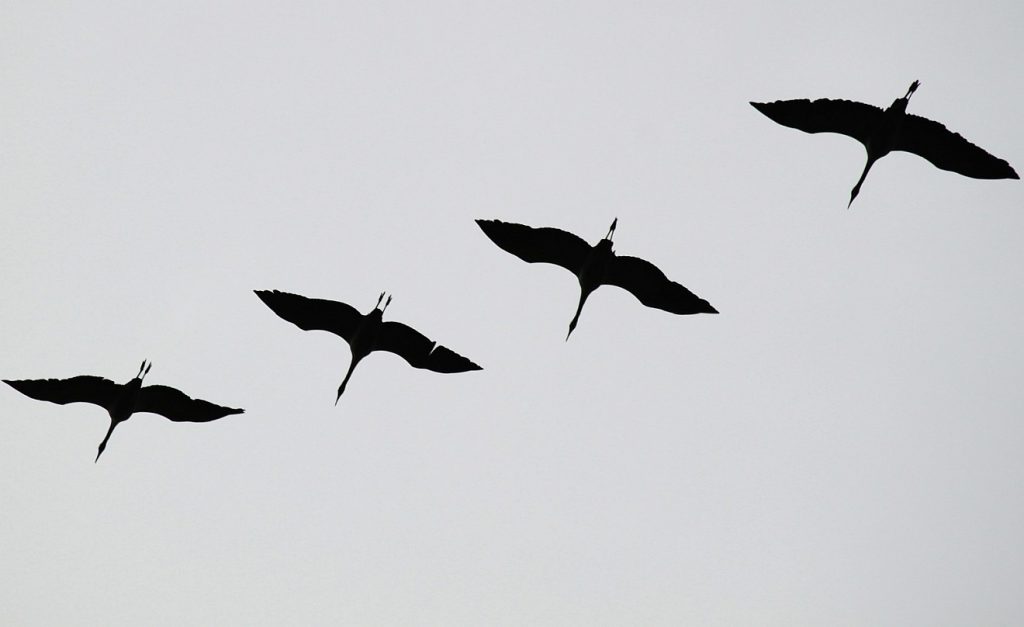 Vier Kraniche im Flug der Zugvögel
