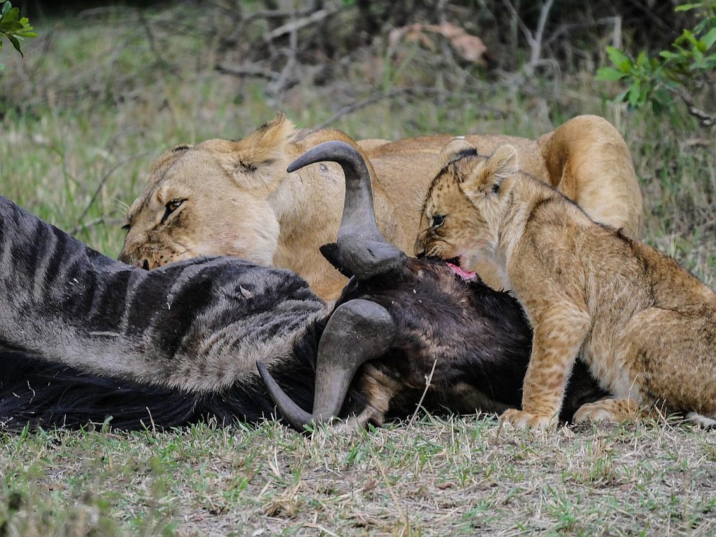 Fressen und Gefressenwerden: Eine Löwin und ihr Junges fressen ein Gnu