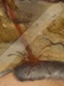 Der Blutstrahl im Bildausschnitt, wie er auf den Kopf von Cranach spritzt