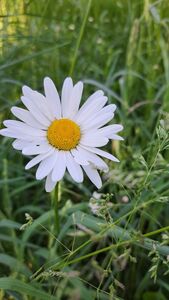 2025 05 15 Blume Bei Hellas