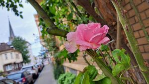 2025 06 27 Rose In Der Goethestrasse