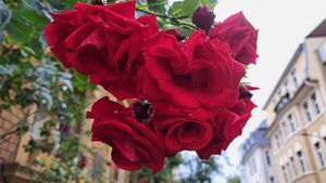 2025 07 25 Rosen In Der Goethestrasse