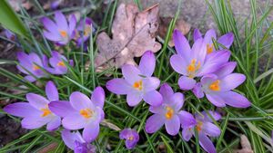 2026 03 02 Krokusse Lutherberg
