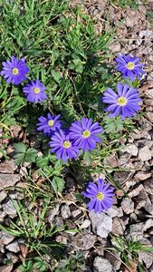 2026 03 10 Blaue Blumen