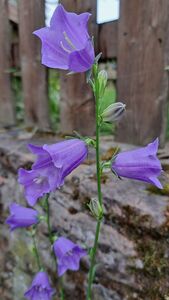 2026 06 01 Blaue Blume Bei Luther