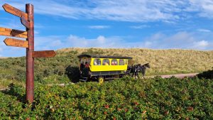 2025 09 18 10 06 21 Baltrum Pferdekutsche Munier