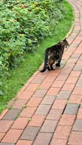 2025 09 21 11 12 52 Baltrum Katze