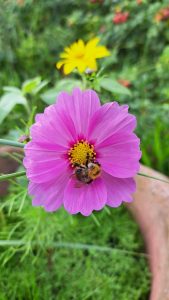 2025 09 21 16 34 17 Baltrum Blüten Mit Biene