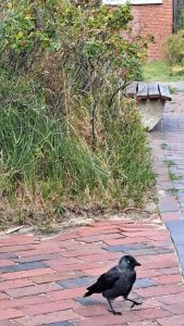2025 09 22 15 39 33 Baltrum Stolzierende Dohle