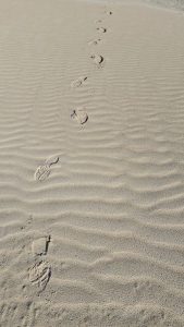 2025 09 27 16 12 58 Baltrum Ostwanderung Meine Spuren Im Sand