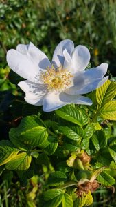 2025 09 28 15 48 39 Baltrum Weiße Kartoffelrose