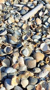 2025 10 01 13 54 08 Baltrum Inselumrundung Muscheln