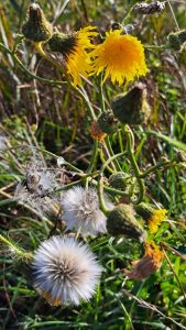 2025 10 01 16 04 21 Baltrum Inselumrundung Gelbe Blüte Und Pusteblume