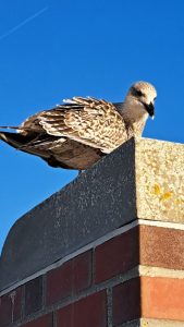 2025 10 02 17 27 48 Baltrum Sich Putzende Möwe