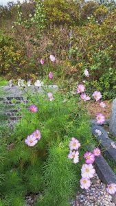 2025 10 03 11 59 36 Baltrum Friedhof