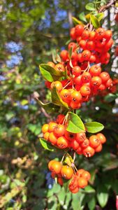 2026 09 29 Beeren Gartenstrasse