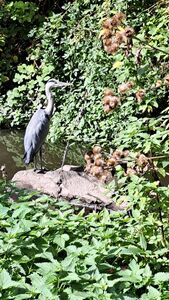 2026 09 29 Reiher An Der Wieseck 1