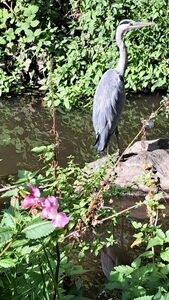 2026 09 29 Reiher An Der Wieseck 2